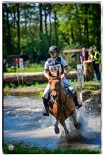D-pony - 148 cm - Merrie, Dieren en Toebehoren, Pony's, B, Springpony, 11 jaar of ouder, D pony (1.37m tot 1.48m)