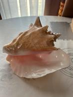 Schelp, Ophalen