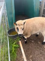Bok kerry hill, Dieren en Toebehoren, Mannelijk, 0 tot 2 jaar