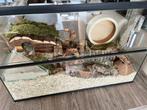 GlazenHamsterkooi met Schuifruiten – Hamsterscaping verblijf, Minder dan 60 cm, Nieuw, Hok, 75 tot 110 cm