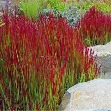 Japans bloedgras / Imperata red baron, Tuin en Terras, Planten | Tuinplanten, Ophalen
