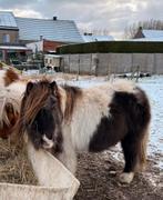 Drachtige shetlandmerrie, Dieren en Toebehoren, Merrie