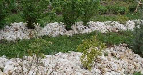 schapenwol voor mulch, compost,..., Tuin en Terras, Aarde en Mest, Overige typen, Ophalen