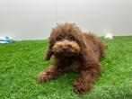 Dwergpoedel pups, Dieren en Toebehoren, Poedel, België, 8 tot 15 weken, CDV (hondenziekte)