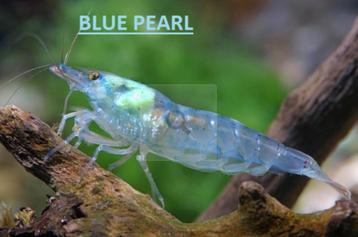 Neocaridina Blue Pearl beschikbaar voor biedingen