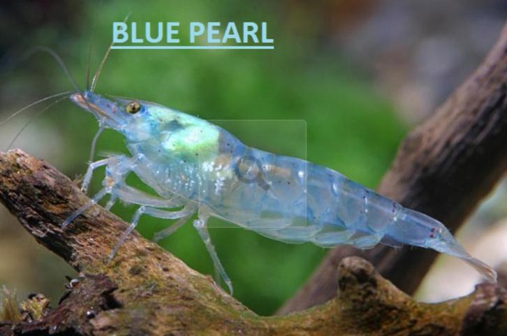 Neocaridina Blue Pearl, Dieren en Toebehoren, Vissen | Aquaria en Toebehoren, Nieuw, Ophalen