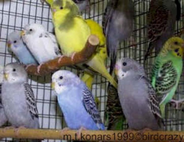 Jonge grasparkieten, Dieren en Toebehoren, Vogels | Parkieten en Papegaaien, Parkiet, Meerdere dieren