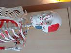 Anatomisch model - Skelet met spierinserties, Ophalen, Zo goed als nieuw