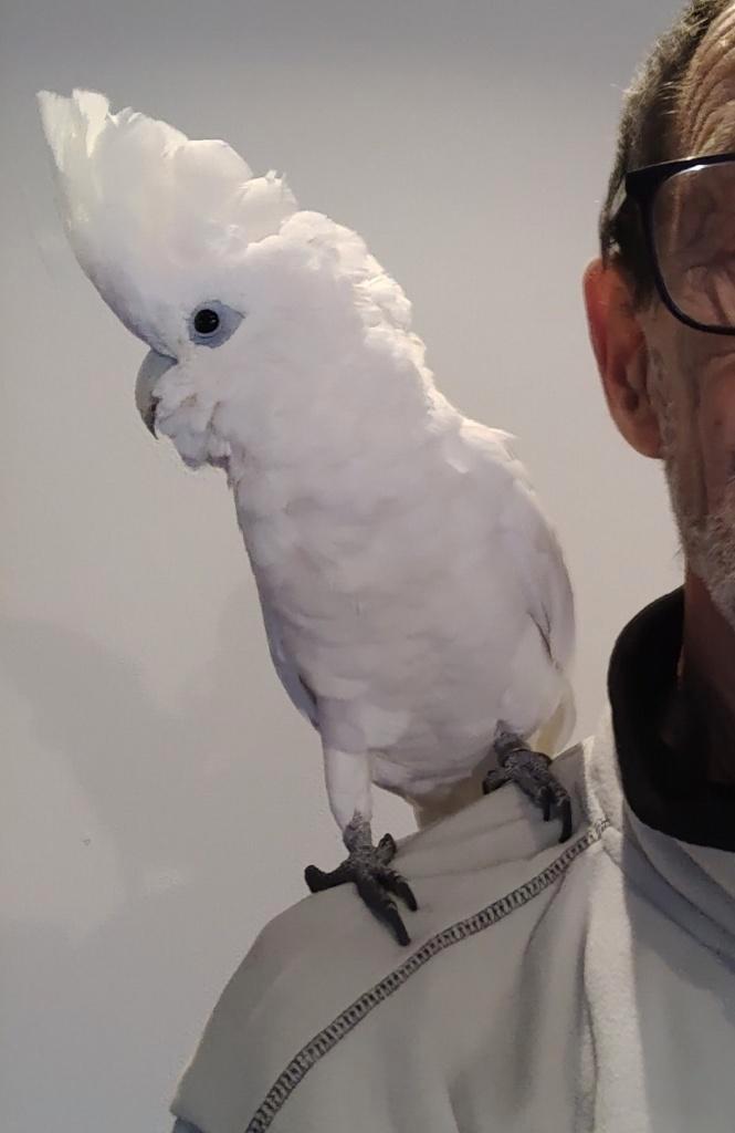 Mega tamme jonge ducorps Kakatoe, Dieren en Toebehoren, Vogels | Parkieten en Papegaaien, Papegaai, Vrouwelijk, Pratend, Tam, Geringd