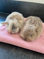 Dwerg konijntjes, Dieren en Toebehoren, Konijnen, Dwerg