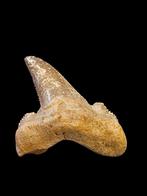 6) Fossiles de dents de requin Otodus sokolovi 5,5 cm., Enlèvement ou Envoi, Fossile