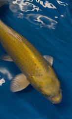 Yamabuki ogon van Maruyju, Karper of Koi