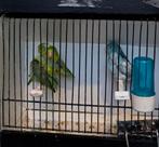 Forpussen, Dieren en Toebehoren, Vogels | Parkieten en Papegaaien