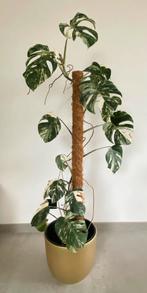 Grote Monstera Variegataplant, Maison & Meubles, Plantes d'intérieur, Ombre partielle, En pot, Plante verte, Enlèvement ou Envoi