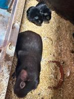 Cavia. Zeug, Dieren en Toebehoren, Cavia, Vrouwelijk, Januari, Tam