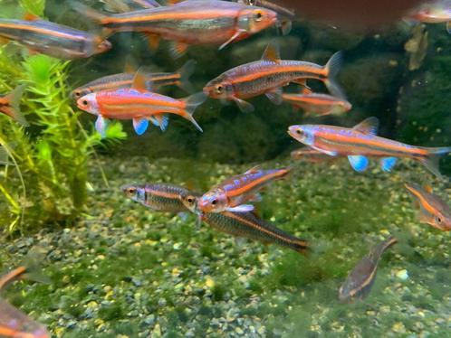 Notropis Chrosomus rainbow shiners regenboog elritsen, Dieren en Toebehoren, Vissen | Vijvervissen, Overige soorten