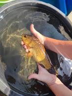 8 vijvervissen (kruising goudvis en karper) te koop 25 cm, Karper of Koi