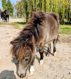 Mini Shetland pony, Dieren en Toebehoren, Pony's, Hengst, Niet van toepassing, Gechipt, 0 tot 2 jaar