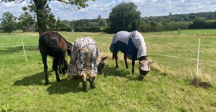 Gratis onderdak met 1 of 2 vrije plaatsen voor de winter, Dieren en Toebehoren, Stalling en Weidegang, Stalling, 1 paard of pony