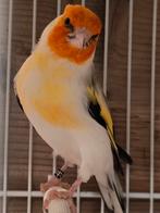 Majoor putter man 2023, Dieren en Toebehoren