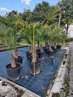 Trachycarpus fortunei of chinese waaierpalm, Ophalen