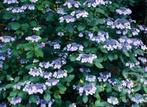 HORTENSIA BLEU WAVE STUNTPRIJS 2,5 €, Tuin en Terras, Planten | Tuinplanten, Ophalen