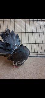 Pure race fantail Anglais baguer exposition 2025