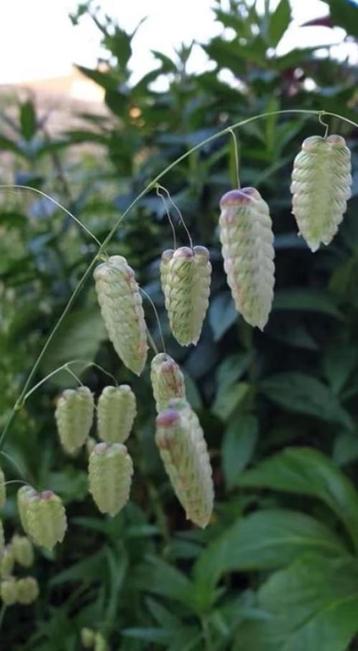 Trilgrasje  beschikbaar voor biedingen