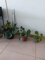 pannenkoekenplanten in verschillende maten, Huis en Inrichting, Kamerplanten, Ophalen