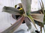 mangave  Macho Mocha', Ophalen