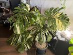 Monstera Thai Constellation XXXL, Ophalen, Overige soorten, Halfschaduw, In pot