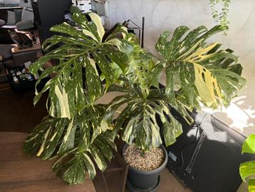 Monstera Thai Constellation XXXL beschikbaar voor biedingen