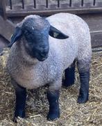 Suffolk ramlammeren, Animaux & Accessoires, Moutons, Chèvres & Cochons, Mouton, Mâle, 0 à 2 ans