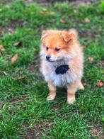 Speelse keeshondjes te koop, Dieren en Toebehoren, België, Keeshond, CDV (hondenziekte), 8 tot 15 weken