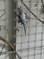 Blauwe halsbandparkiet, Sexe inconnu, Perruche, Bagué