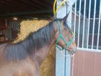 Mooie 2 jarige D-pony hengst, Dieren en Toebehoren, Hengst