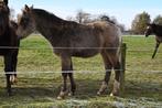 New Forest hengstveulens met papieren, Dieren en Toebehoren, Pony's, Gechipt, Niet van toepassing, 0 tot 2 jaar, Hengst