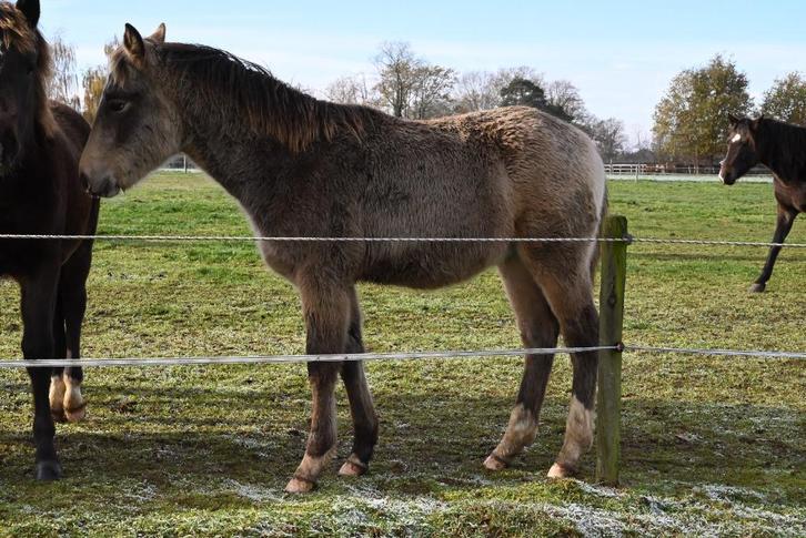 New Forest hengstveulens met papieren, Dieren en Toebehoren, Pony's, Hengst, Niet van toepassing, D pony (1.37m tot 1.48m), 0 tot 2 jaar