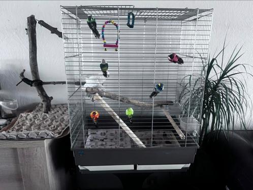 Valkparkiet man met kooi – €65, Dieren en Toebehoren, Vogels | Hokken en Kooien, Zo goed als nieuw, Ophalen
