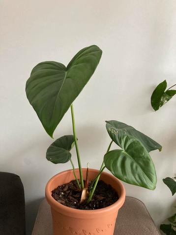 Philodendron McDowell 