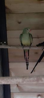 Bergparkiet pop te koop, Dieren en Toebehoren, Geringd