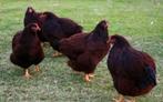 Rhode island red trio, Dieren en Toebehoren