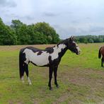 black overo paint hengst, Dieren en Toebehoren, Minder dan 160 cm, 0 tot 2 jaar, Hengst, Westernpaard