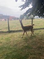 Alpaca hengst, Dieren en Toebehoren