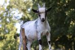 Dwerg bokje, Dieren en Toebehoren, Schapen, Geiten en Varkens