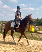 5j dressuurmerrie v Picasso. Aantrekkelijke, Dieren en Toebehoren, Paarden, Merrie, Dressuurpaard, Zadelmak, 3 tot 6 jaar
