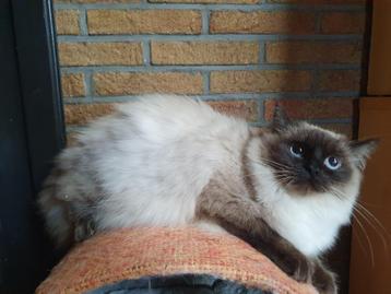 Ragdoll, Vermifugé