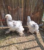 Brahma kuikens hen + haan, Dieren en Toebehoren