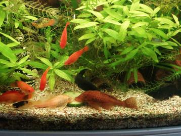 RVS voerstokken aquarium  beschikbaar voor biedingen