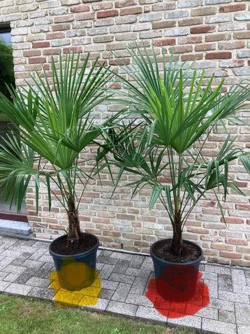 Trachycarpus Fortunei ( 2 stuks ) beschikbaar voor biedingen